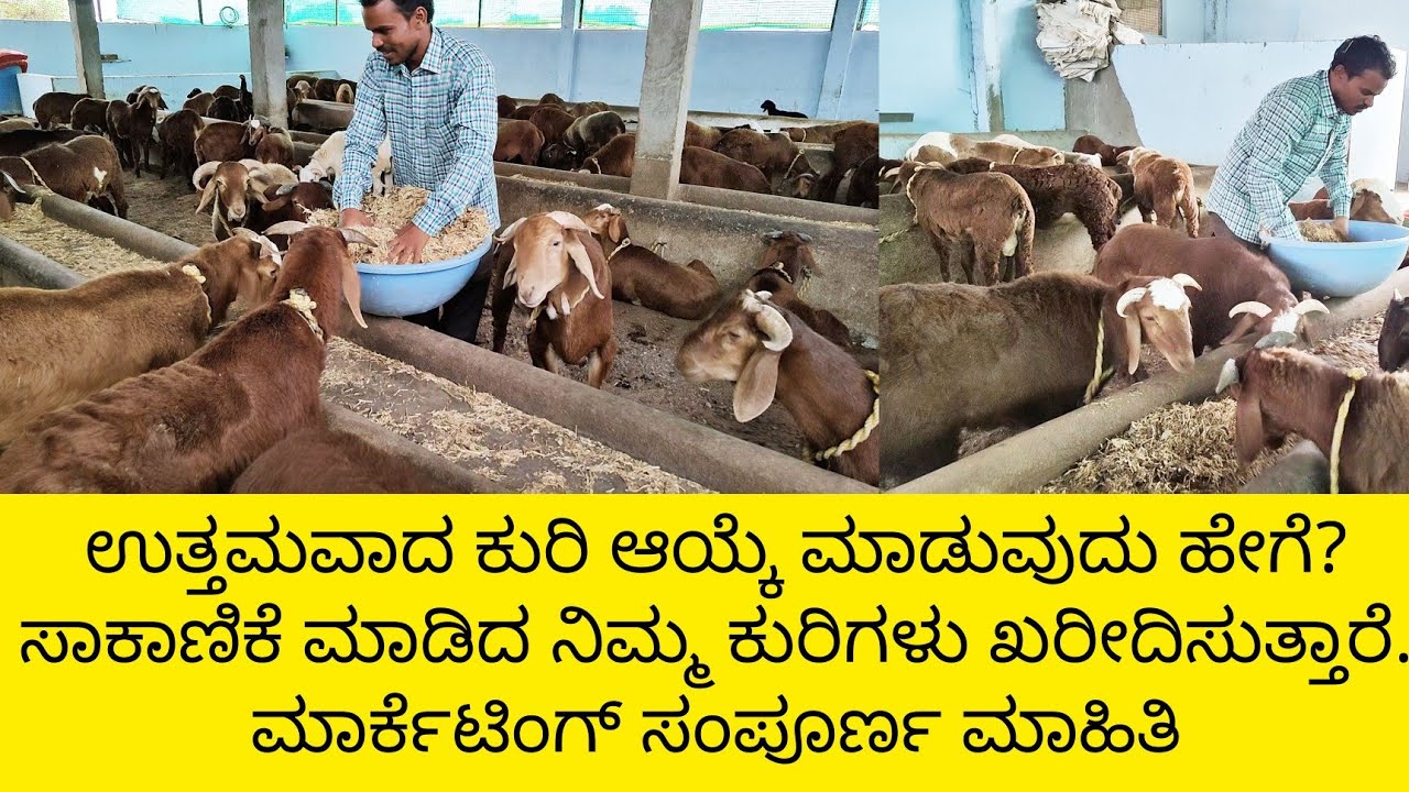ಉತ್ತಮವಾದ ಕುರಿ ಆಯ್ಕೆ ಮಾಡುವುದು ಹೇಗೆ? ನಿಮ್ಮ ಕುರಿಗಳು ಮಾರಾಟ ಮಾಡಬೇಕೆ? ಮಾರ್ಕೆಟಿಂಗ್ ಮಾಹಿತಿ #kurisakanike