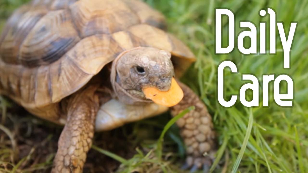 Tortoise Daily Care Routine