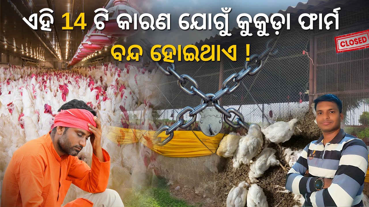 ଏହି 14 କାରଣ ଯୋଗୁଁ କୁକୁଡ଼ା ଫାର୍ମ ବନ୍ଦ ହୋଇଯାଏ | Why Poultry Farms Fail !