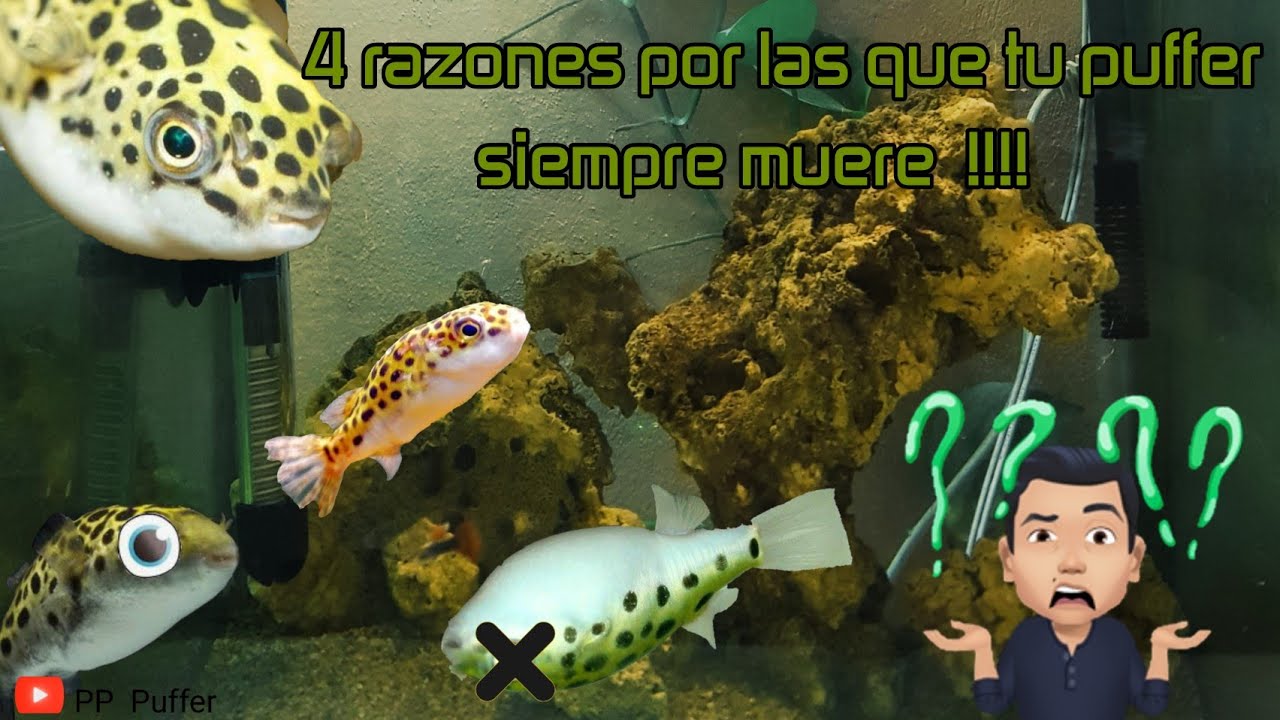 Por Qué Mi Puffer Verde No Me Dura En El Acuario