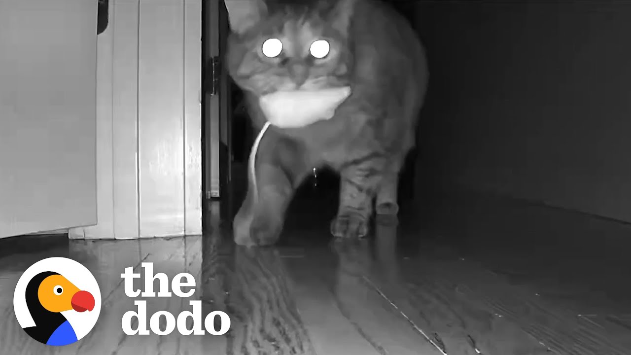 Pets Caught On Camera Doing This At Night | The Dodo