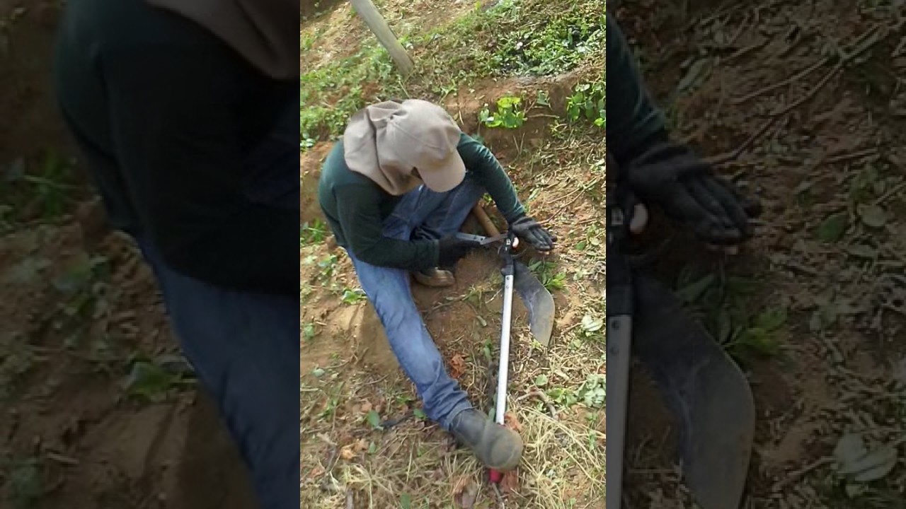 No vale das uvas