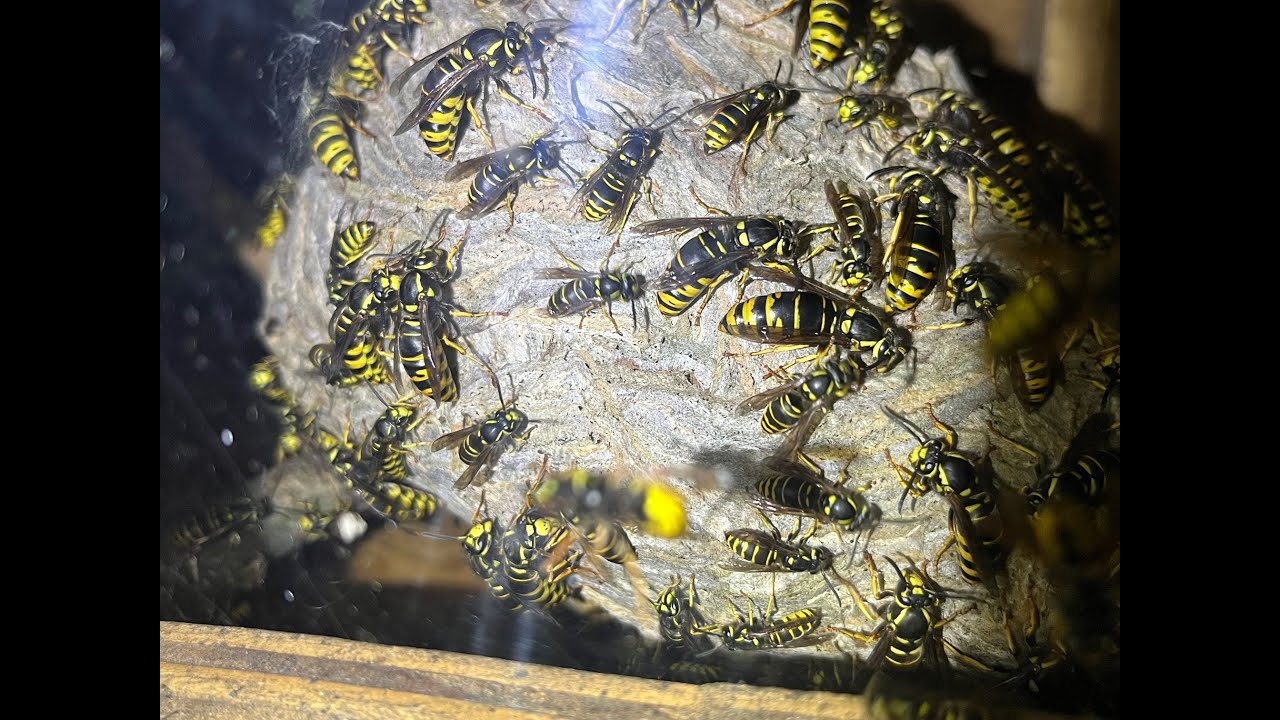 Vespula vidua yellowjackets storm out of trap