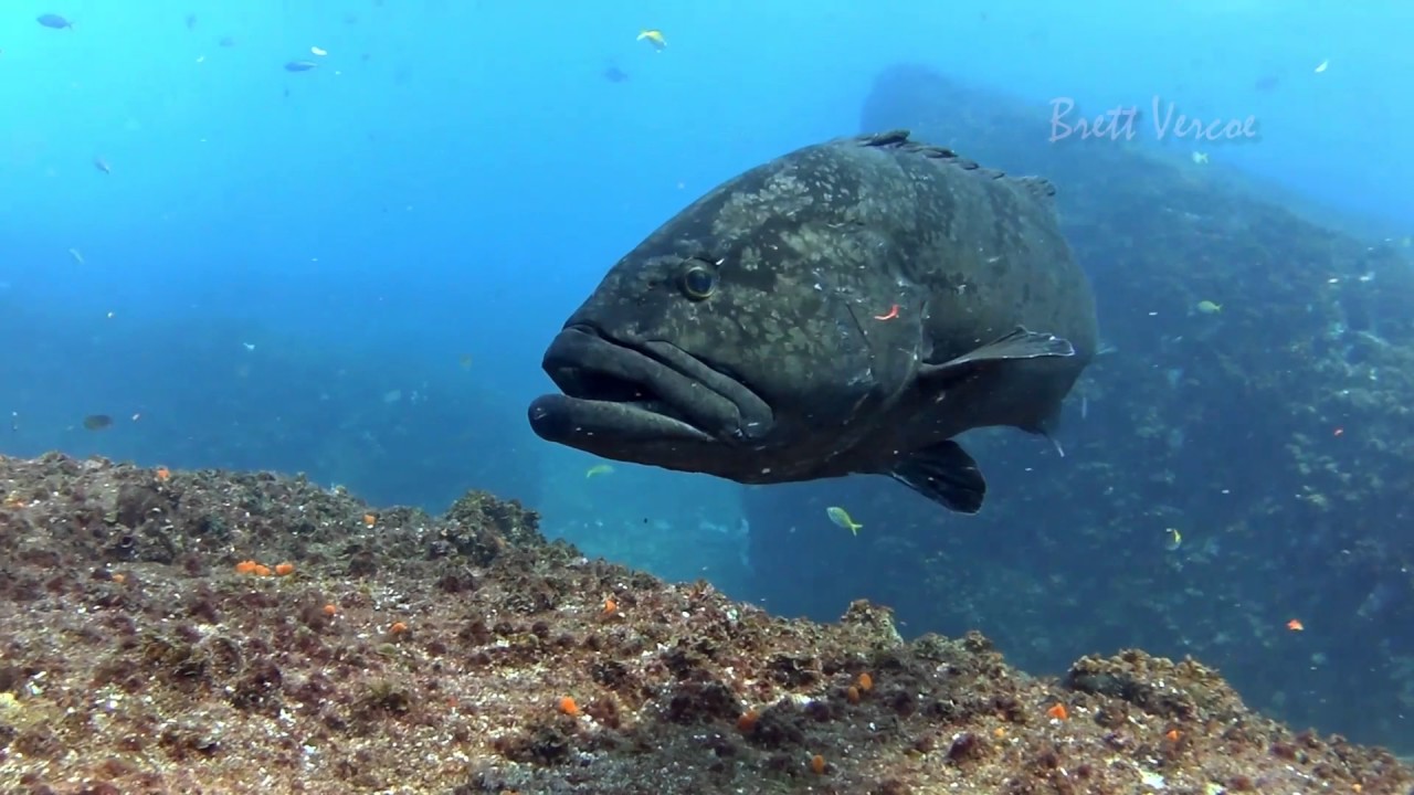 Black rockcod of NSW, Australia