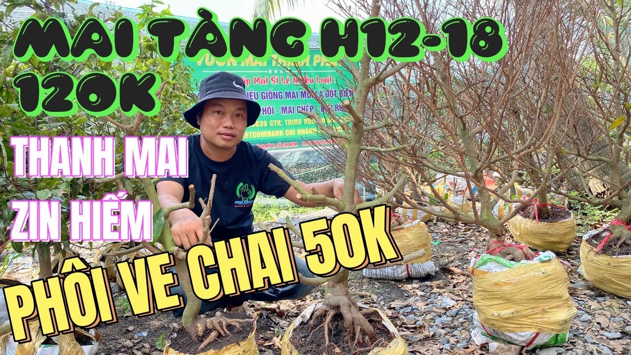 Ông trùm ve chai mai giá rẻ Củ Chi lên phôi mai tàng đế nổi 50k thanh mai zin hiếm vườn Thịnh Phát