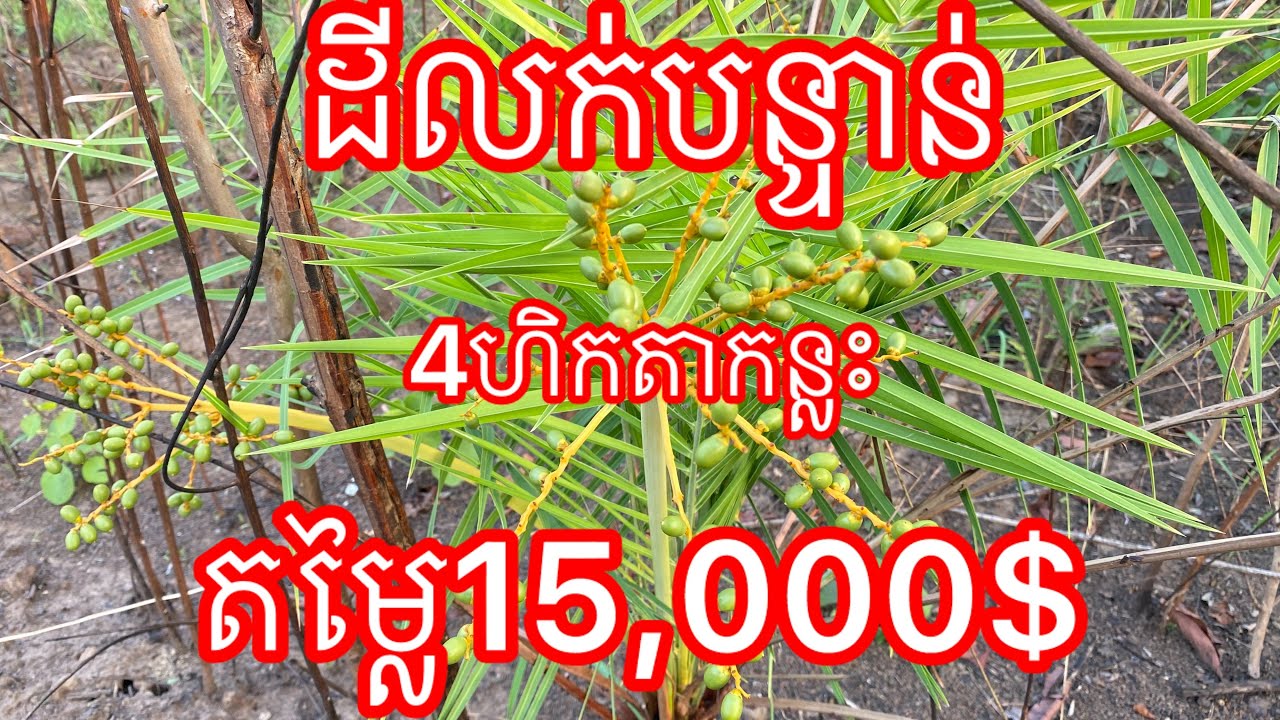 Real Estate617 |ដីចំការលក់បន្ទាន់4ហិកតាកន្លះ Farm land for sale | 085282882