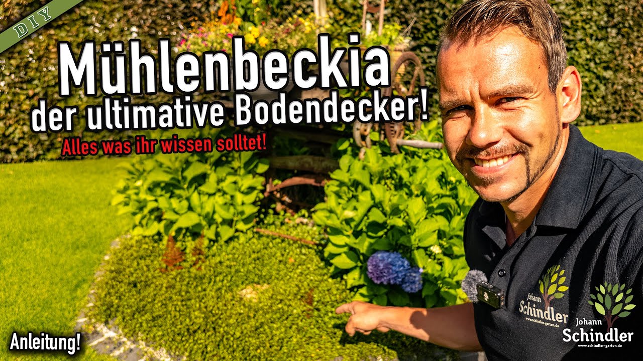So bekommst du jede Stelle im Beet dicht!!! Toller vielseitiger Bodendecker -  Mühlenbeckia!