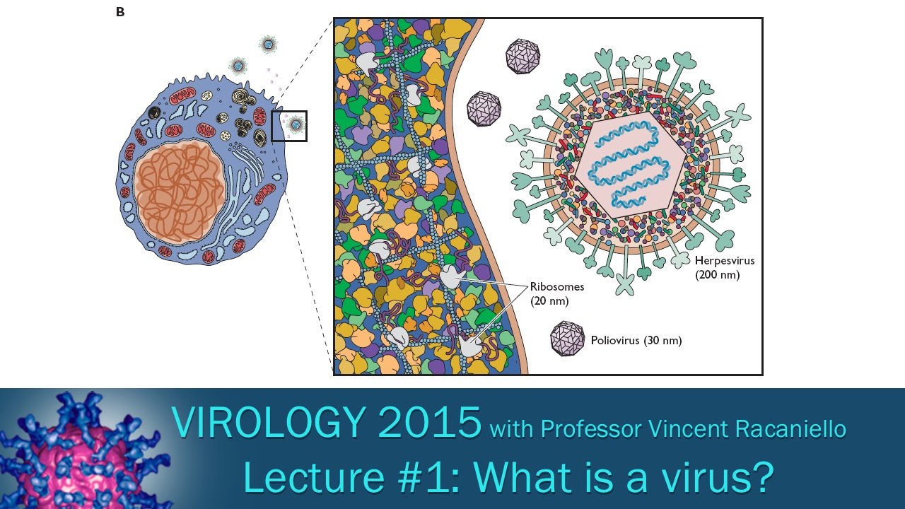 Virology 2015 Lecture #1 - What is a virus?