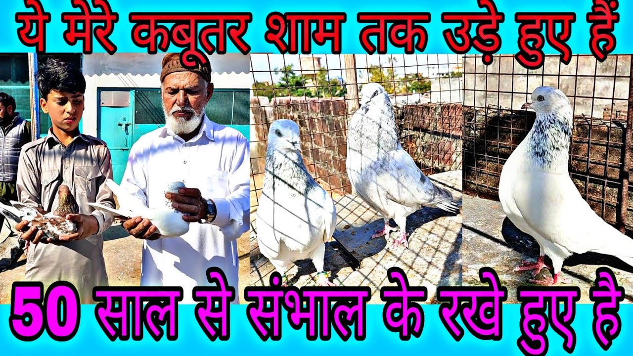 शाम तक उड़े हुए कासनी बाजरे और ललसरे कबूतर नवाब साहब के | Old Bloodline ke Lalsare Kasni aur baajre