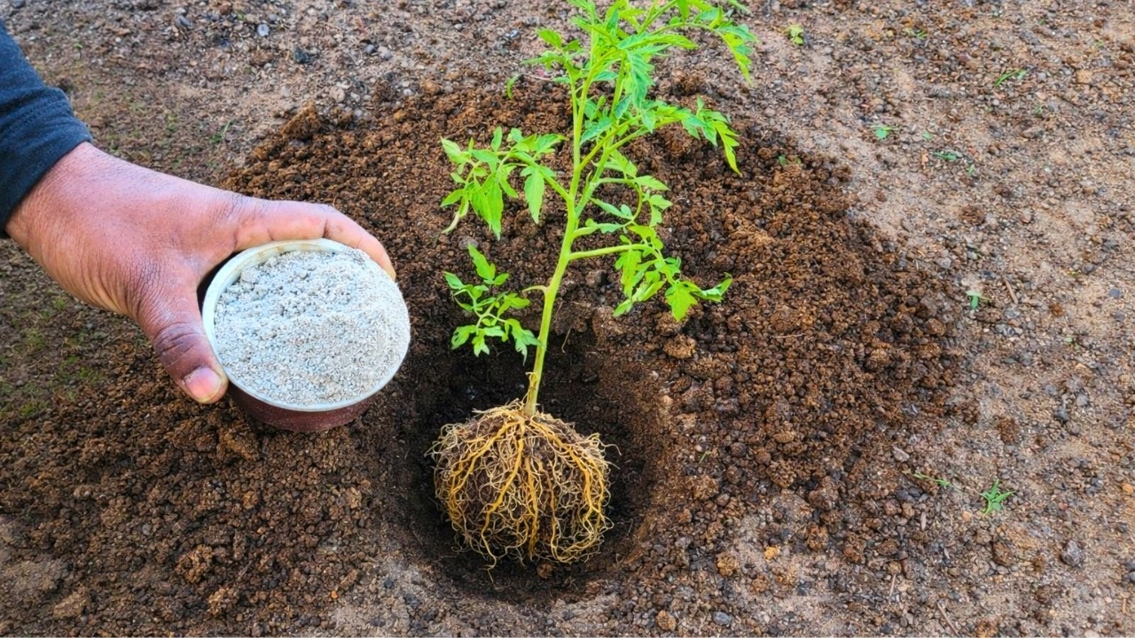 これなしでは絶対にトマトを植えてはいけません！より大きく、より多くの実をつけるには、これを実行してください🍅