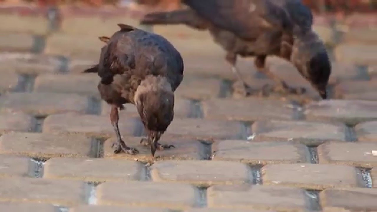 Western jackdaw (Corvus monedula) juvenile looks in the camera during morning surise golden hour.
