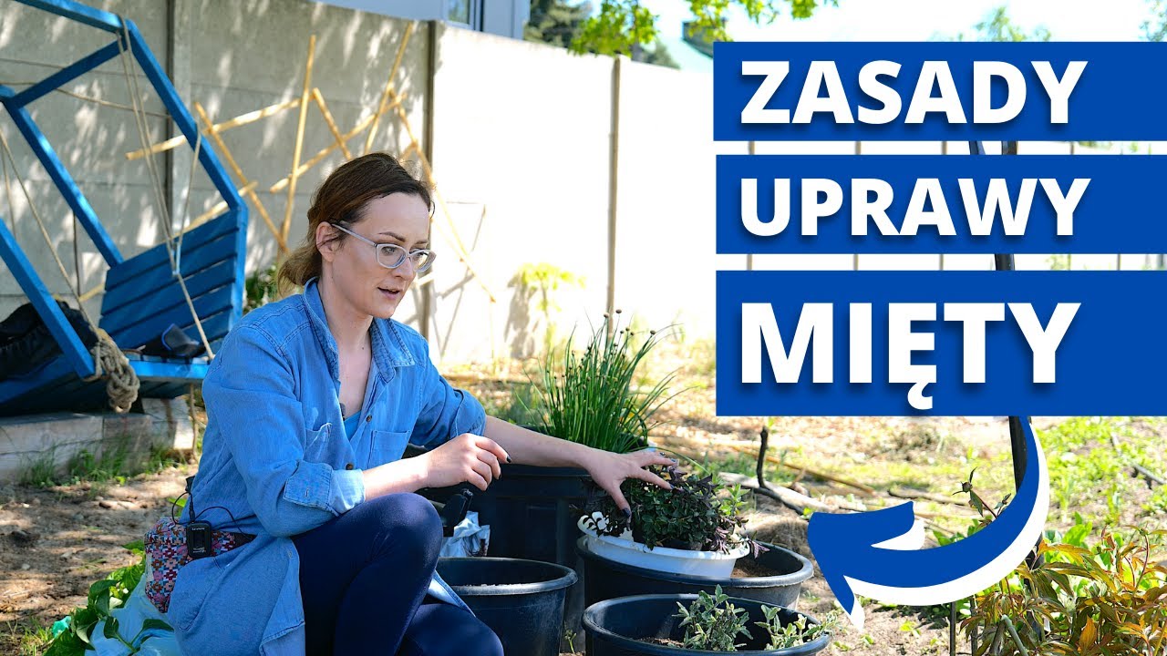 Uprawa MIĘTY w ogrodzie. Jak sadzić, rozmnażać  MIĘTĘ krok po kroku
