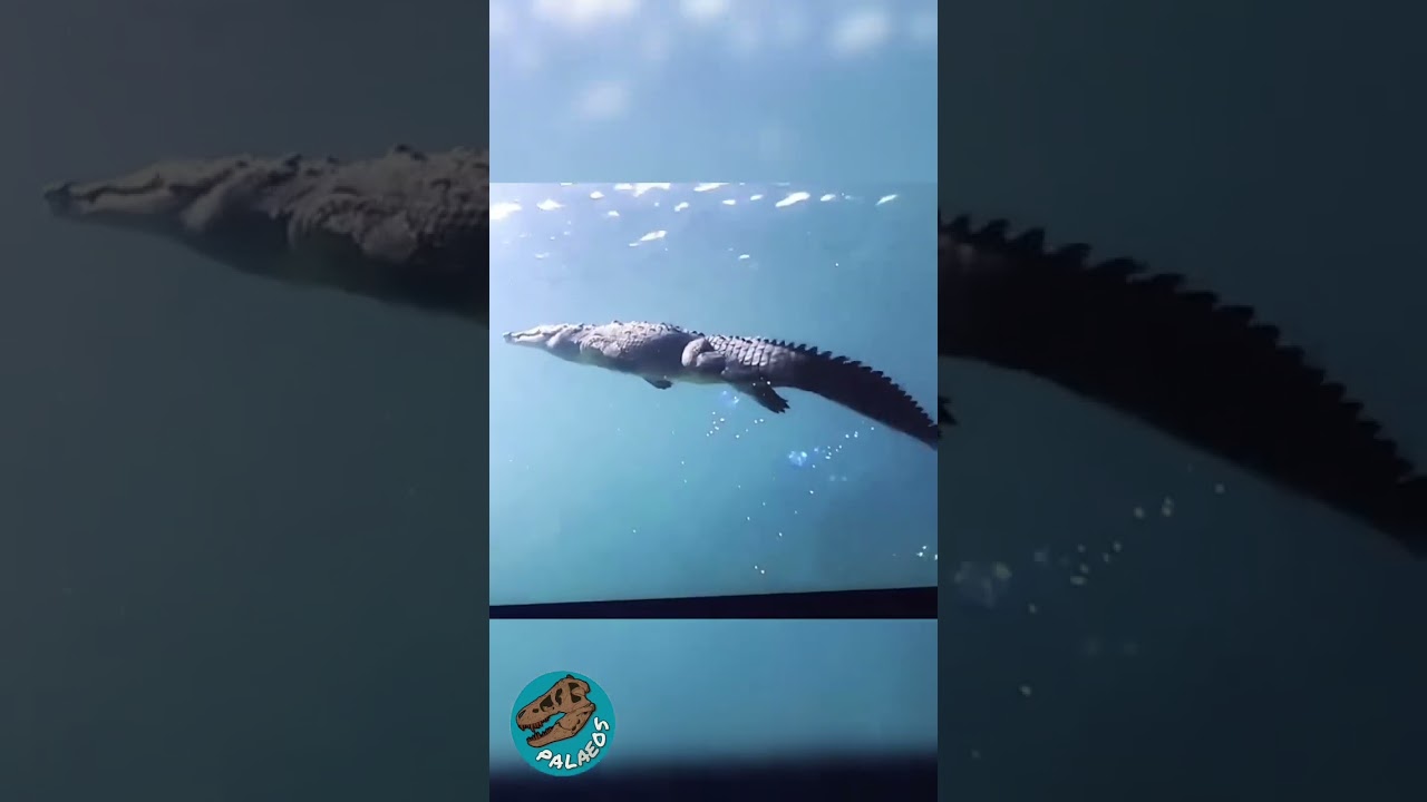 ¿Sabías que los cocodrilos juegan? 