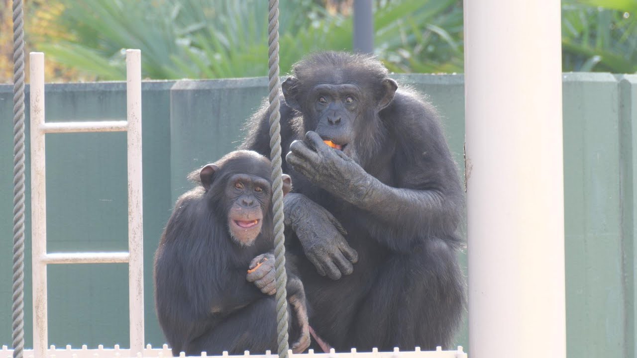 よつばちゃんの交尾練習台にされる可哀そうなチャーリー爺ちゃん 🙄　東山動植物園　チンパンジー　202512