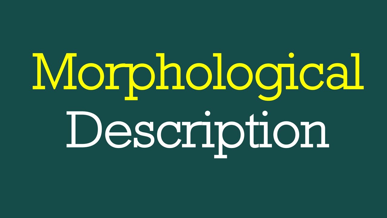 (Lecture-8), How to Analyze a Sentence Morphologically (Morphological Description, L-8, Morphology)