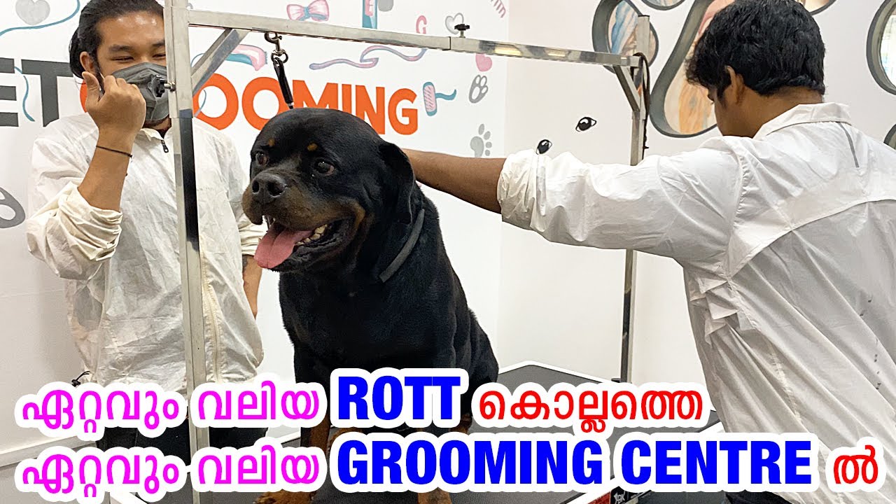 4 COUNTRY CHAMPION ROTT ന്റെ GROOMING : Professional grooming of rottweiler : Handz N Paws