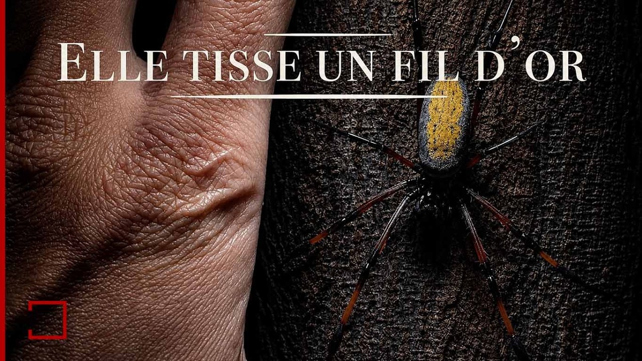 L'araignée d'OR géante ! - AMDE/(Eng sub)