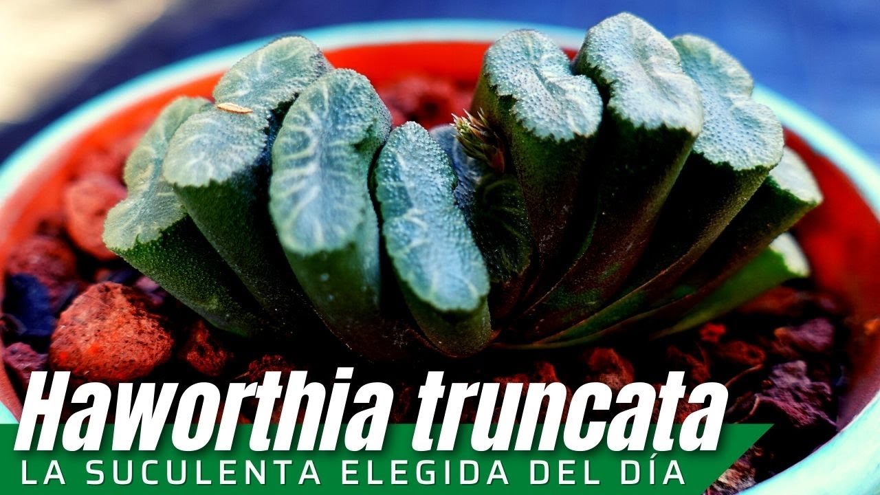 Haworthia truncata  #LaSuculentaElegidadelDía