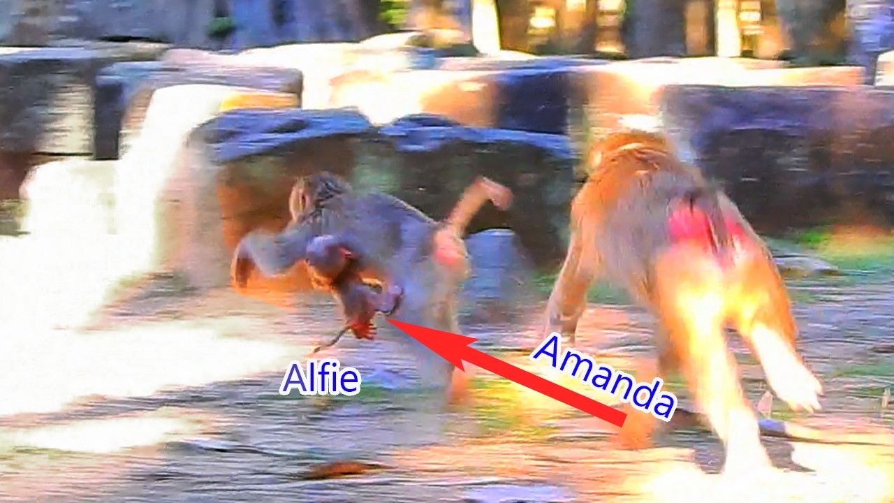 Amanda tries to save baby Alfie from an adult monkey who has grabbed baby Alfie and run away
