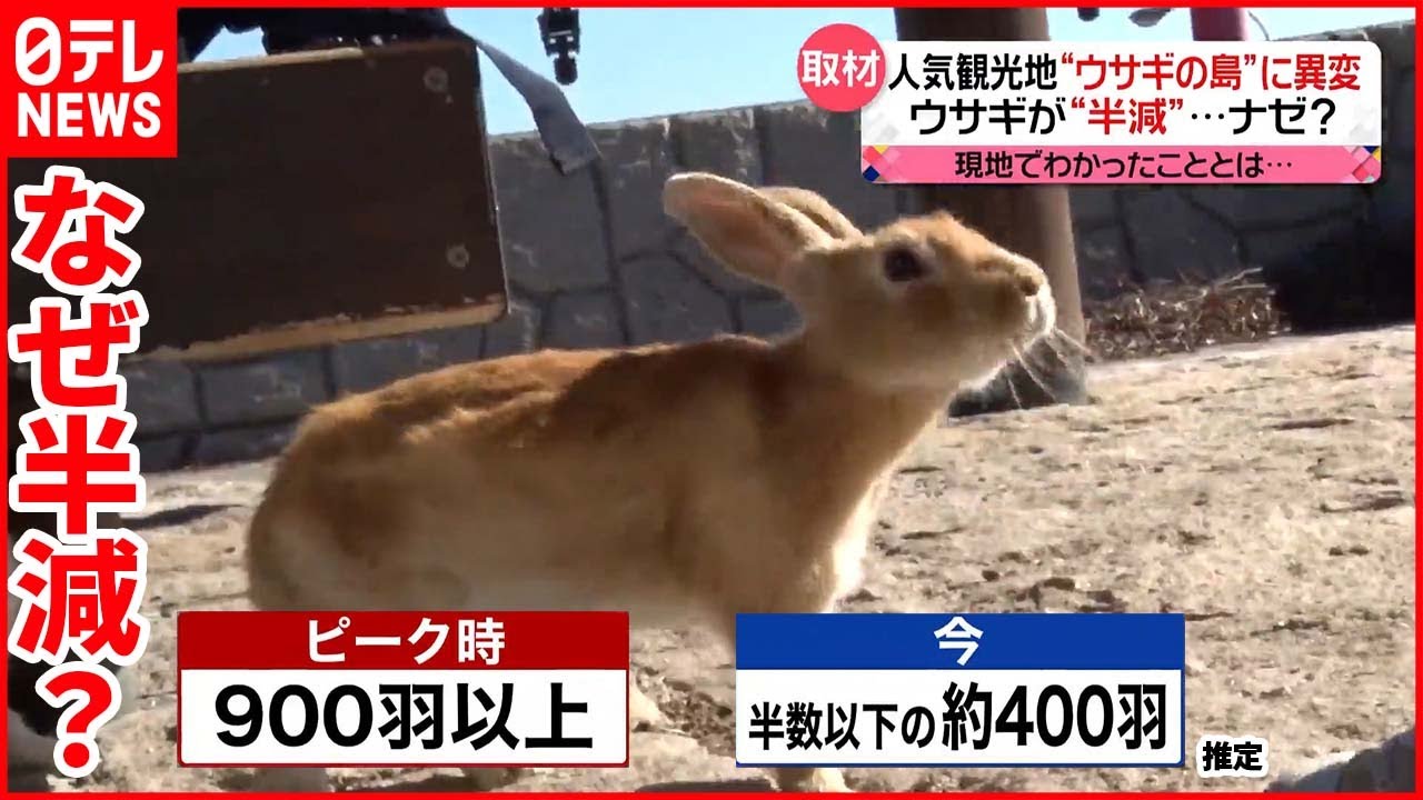 【“ウサギの島”に異変】観光客"減少"によってエサの量が減り…現地を取材