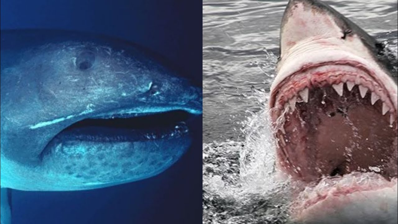 Megamouth shark Vs Great white shark