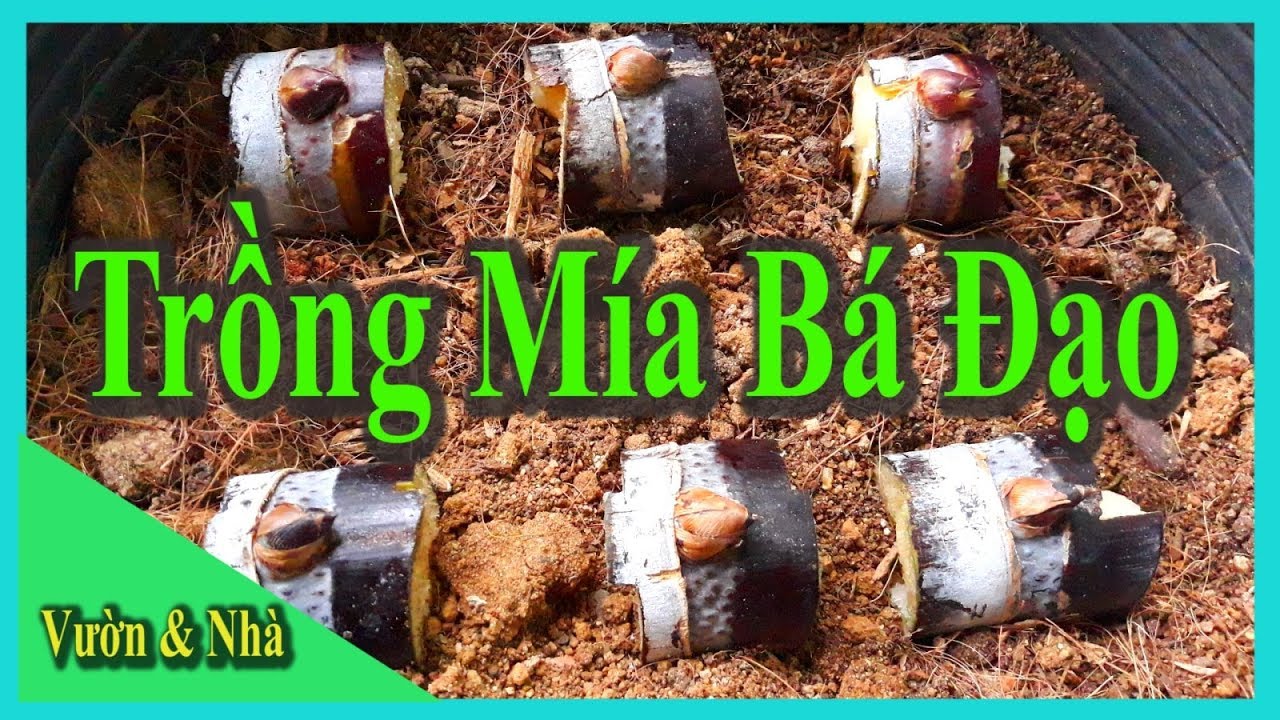 Trồng mía tím theo cách bá đạo của Vườn & Nhà | Indian sugarcane