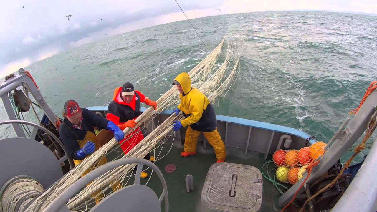 Brixham sprat fishing