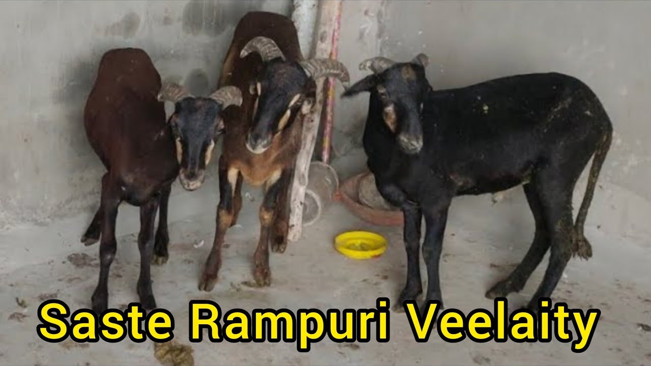 saste rampuri sheeps available in Talabkatta hyderabad | vilayati baby sheep in Hyderabad Talabkatta