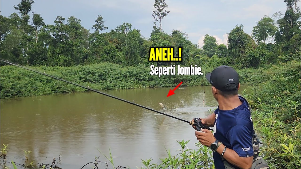 GABUS BESAR DI AWAL TAHUN 2026 || TRIP CASTING SAAT CUACA AWAL MUSIM HUJAN YANG SANGAT MENANTANG