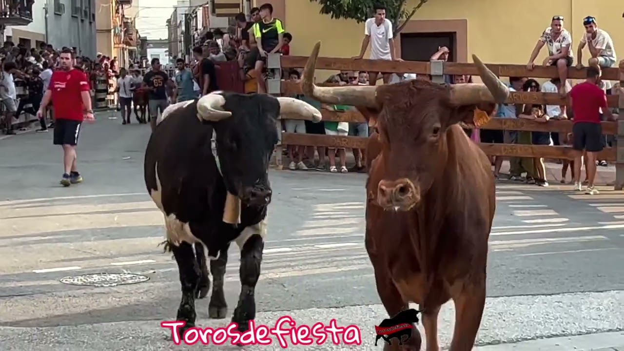 Ribaforada, Ganadería Gracia Blasco. Sábado 16
