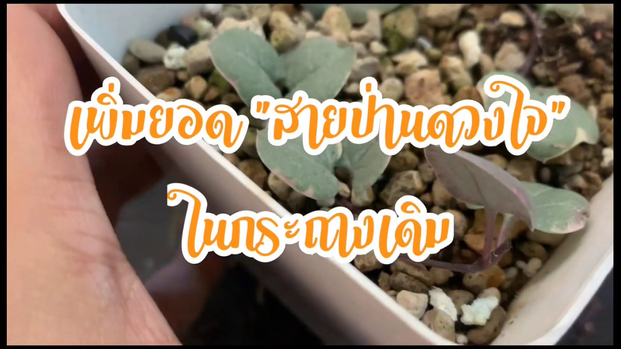 [ Rookie P ] EP6  How to เพิ่มยอดสายป่านดวงใจในกระถางเดิม