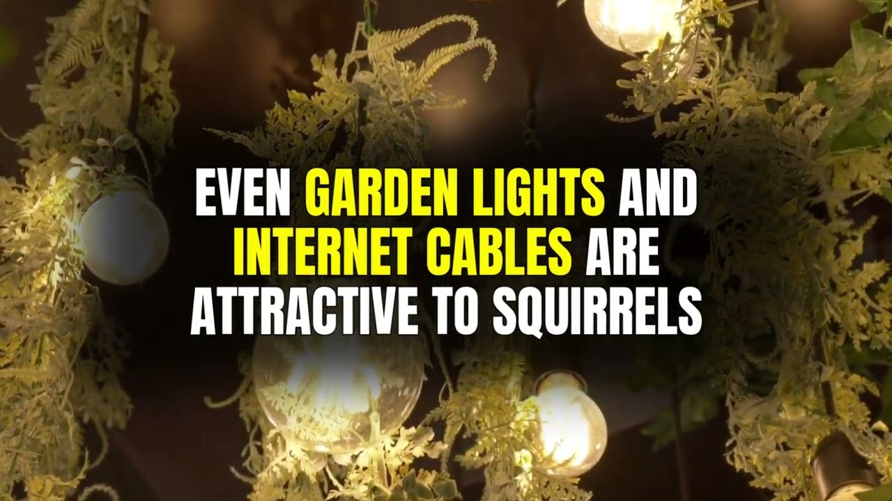 Why Squirrels Chew Wires and How to Stop Them | The Pest Experts Ayrshire