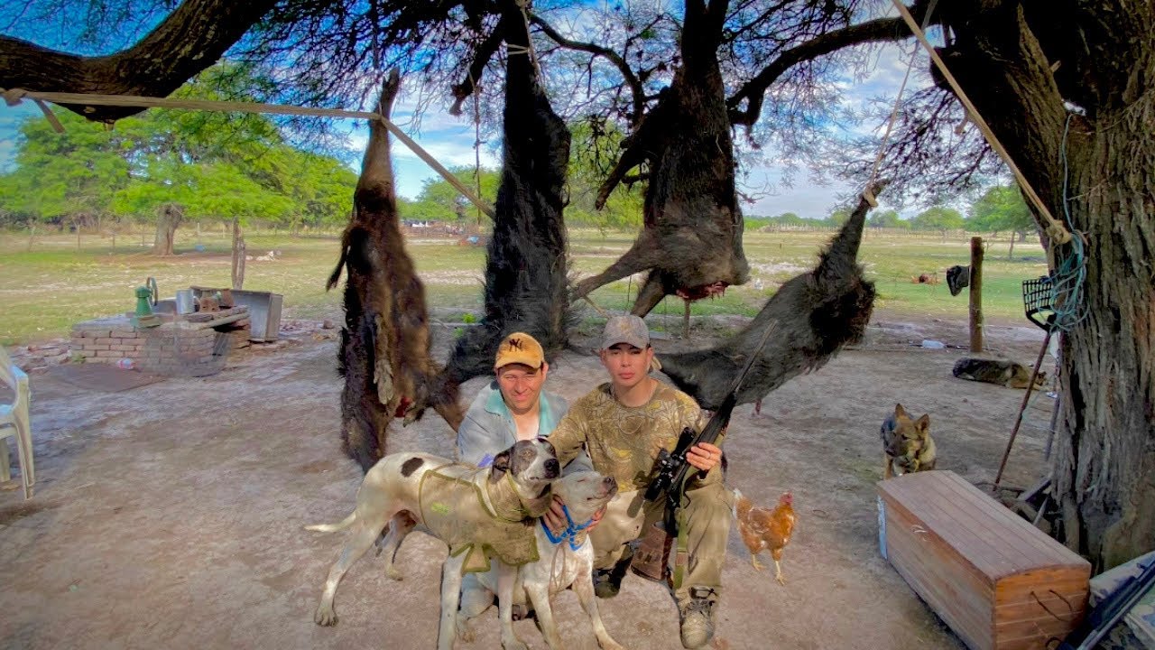 INCREIBLE CAZA con PERRO, CHANCHOS SALVAJES🐗🐕