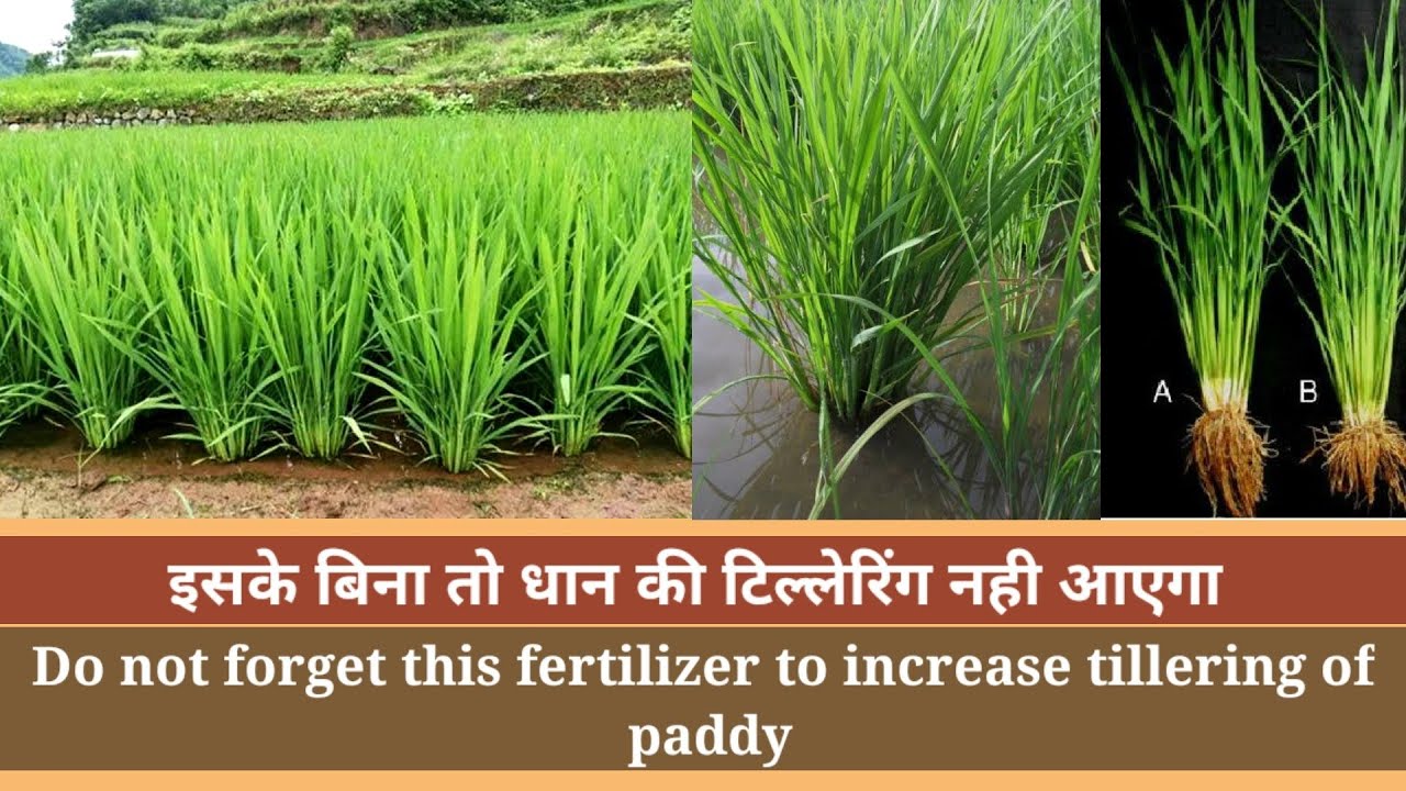 धान में कल्ले बढ़ाने वाला खाद।Do not forget this fertilizer to increase tillering of paddy