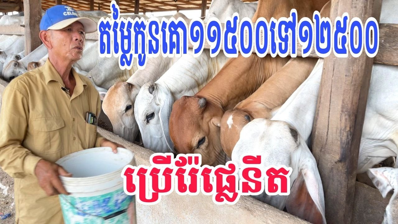 តម្លៃកូនគោ១១៥០០ ទៅ១២៥០០រៀល/kg  និងការប្រើប្រាស់រ៉ែផ្លេនីត