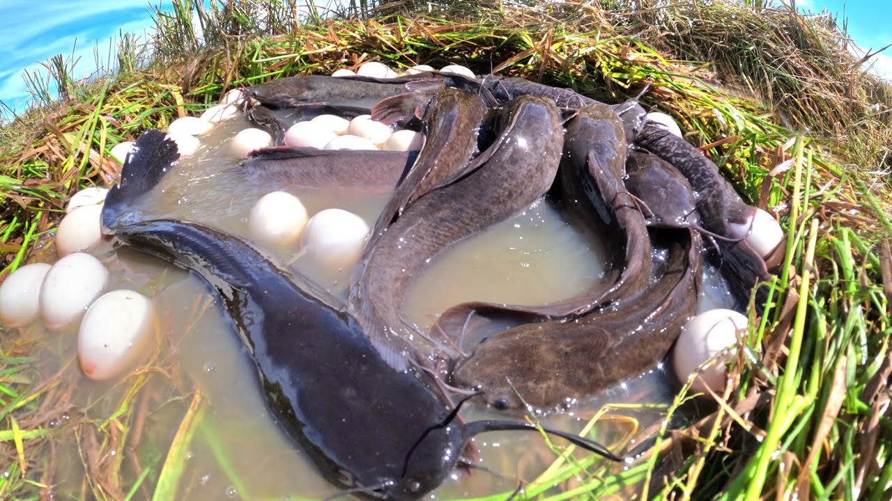 wow wow wow,catch fish in water and pick duck eggs in rice field by hand Fishing skills