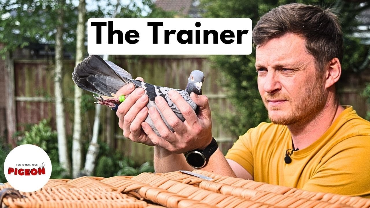(Ep.86) What Happens to Lost Racing Pigeons