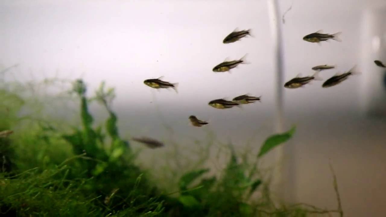 Corydoras pygmaeus F1 1st day swimming with parents