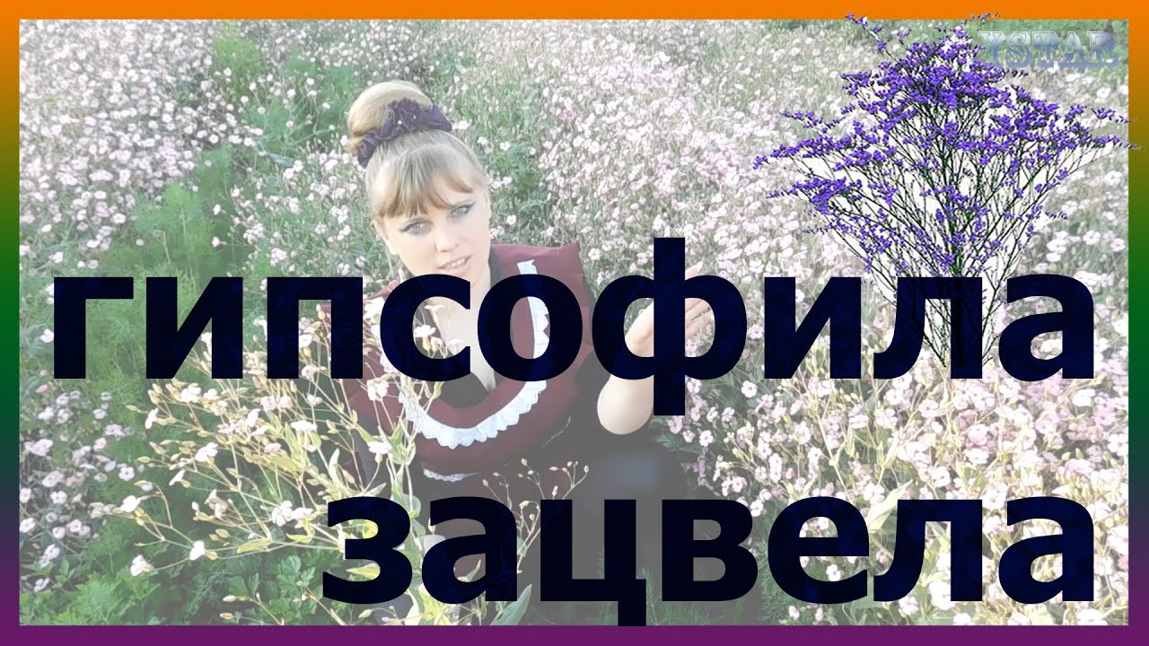 ГИПСОФИЛА выращивание посадка уход вредители болезни подкормка размножение гипсофилы