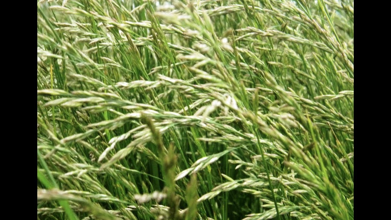 Grasses: Tall Fescue | Ten Plants That Shaped Tennessee