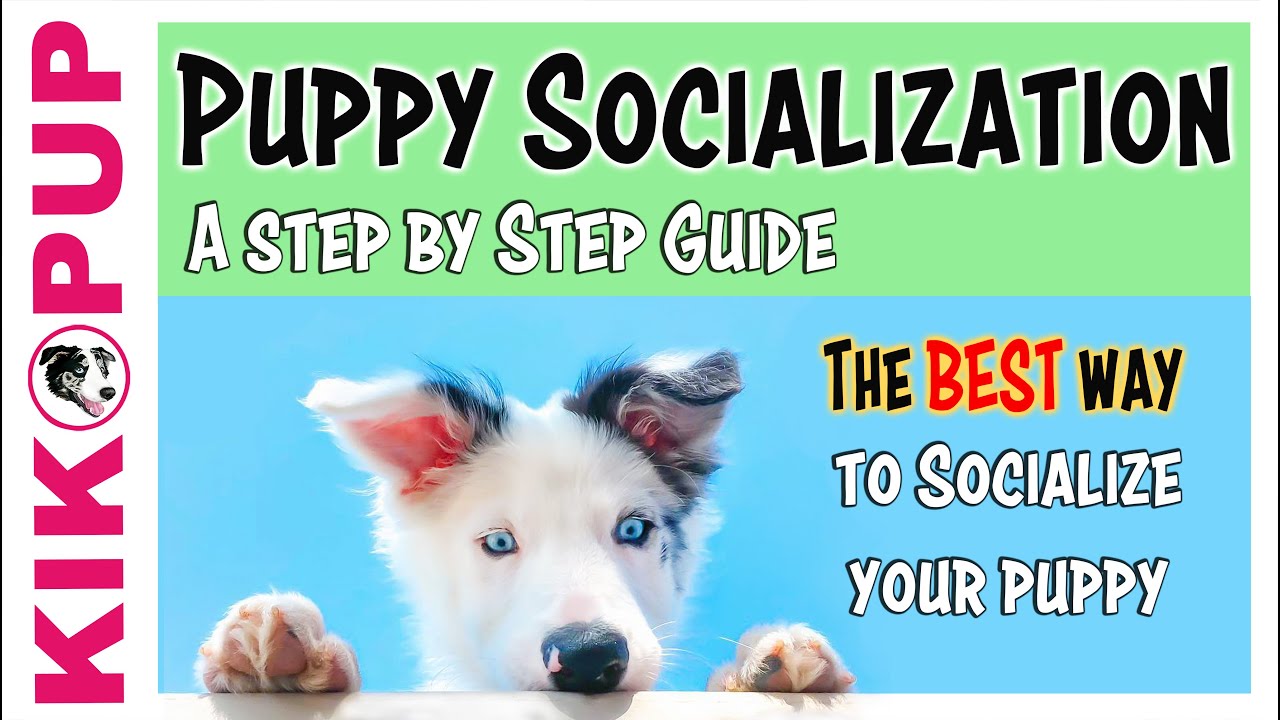 Avoid errors socializing your puppy with this 30 min in depth guide