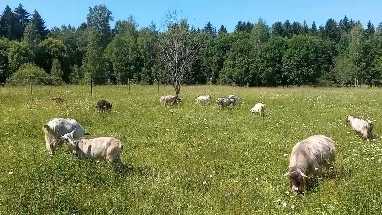 Моё ХозяйствоВесенний ВыпасДетёнышиЗвери Едят Траву Часть Зверей Не Пришла#goat#goats#farmer