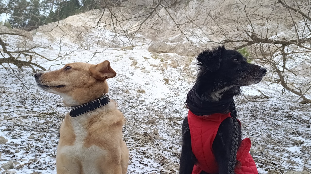 💖🇸🇰 In der alten Heimat 🐶🐶 Hery und Moses im 🌬️❄️🥶 Winter 🏔️ Fluß Váh 🇸🇰 Lipovský Hrádok - Slovakia