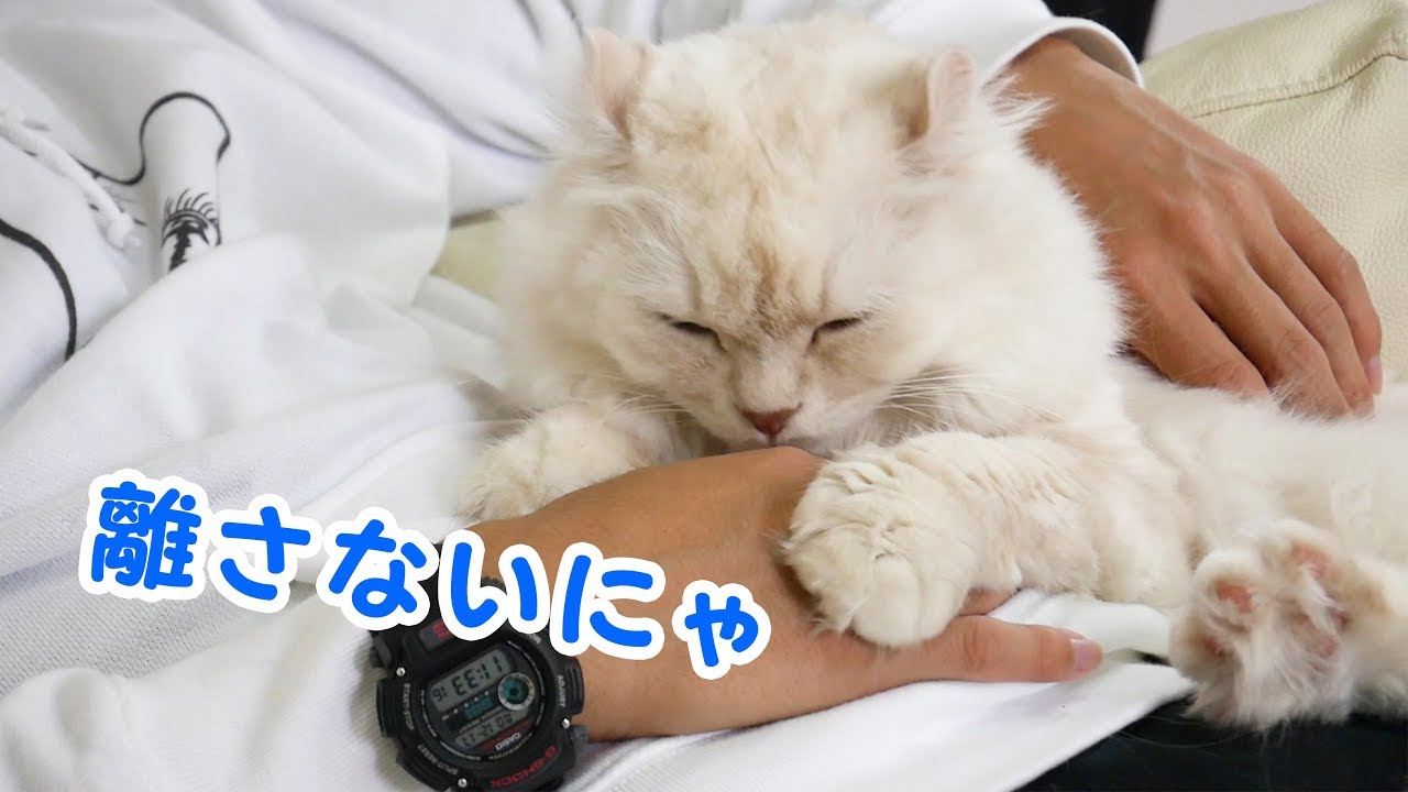 どこまでも大好きな飼主の手に付いてくる猫