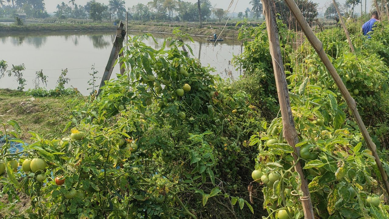 বনানীর বৈচিত্র্য is live