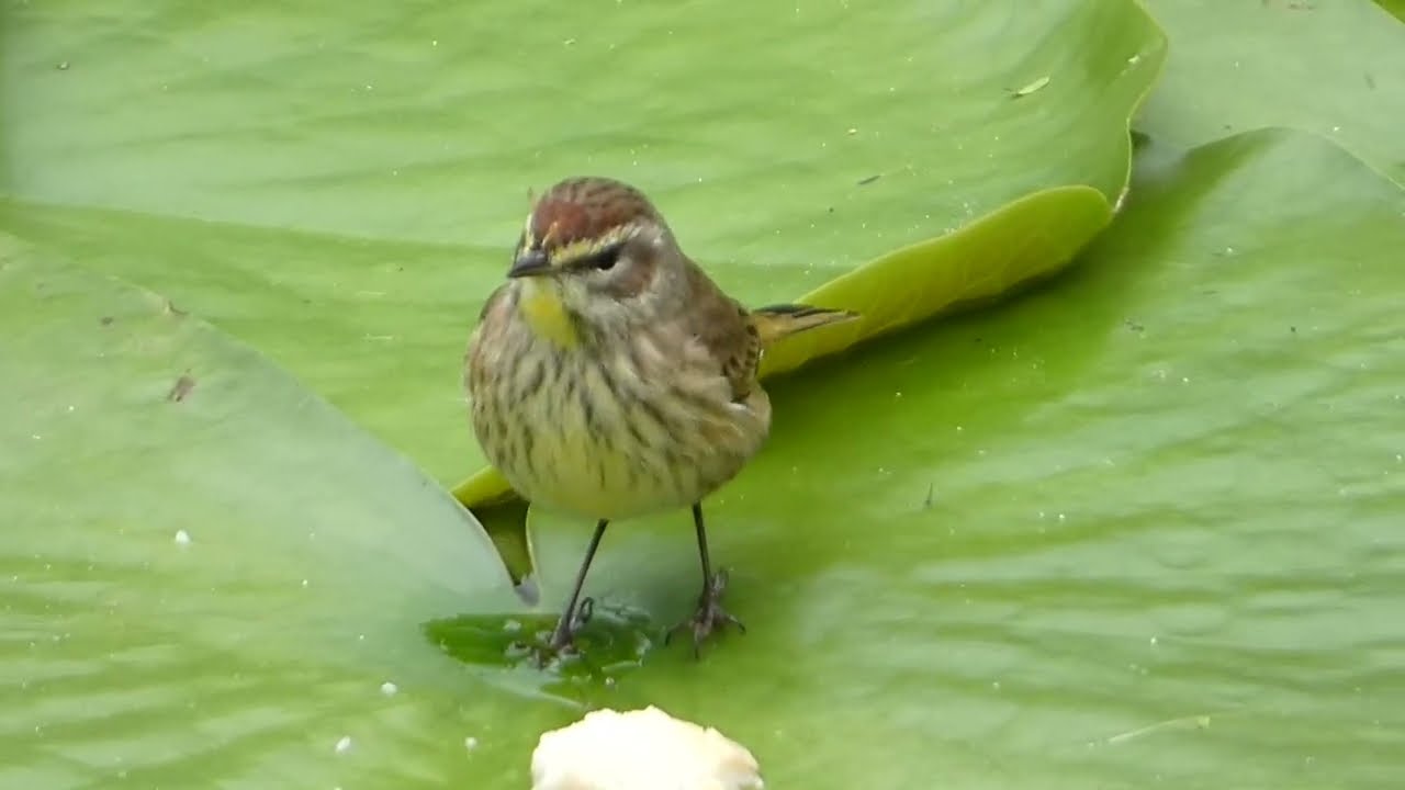 Palm Warbler, Varadero, Cuba - clip P1310018