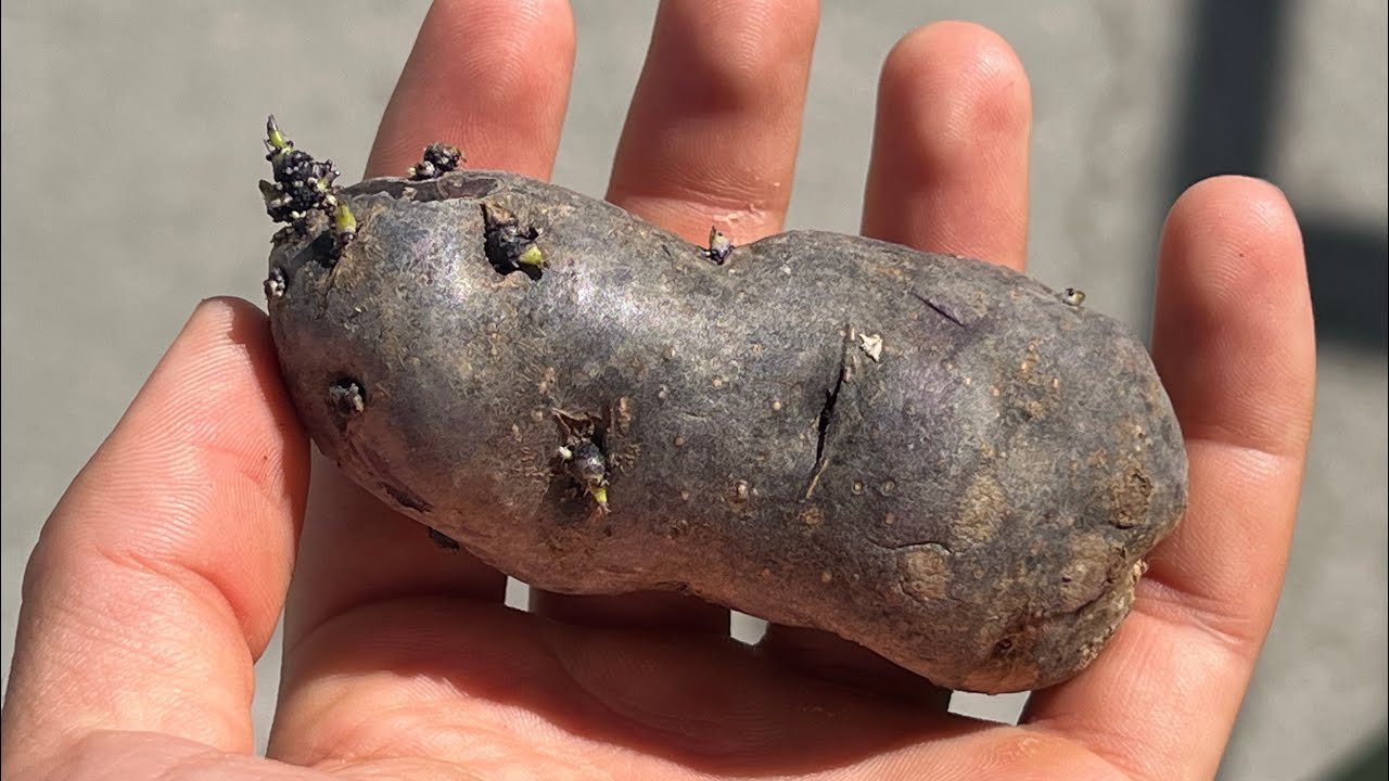 NADIE TE DICE ESTO SOBRE EL CULTIVO DE LA PATATA (Lean la descripción) 🥔 #agricultura #papa  