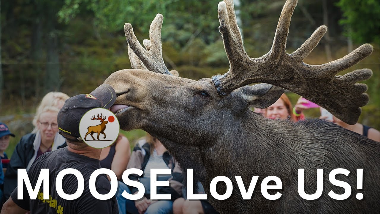 🔴 Moose Crossed Angerman River just to Kiss Us! | Natures Journey | Day 7