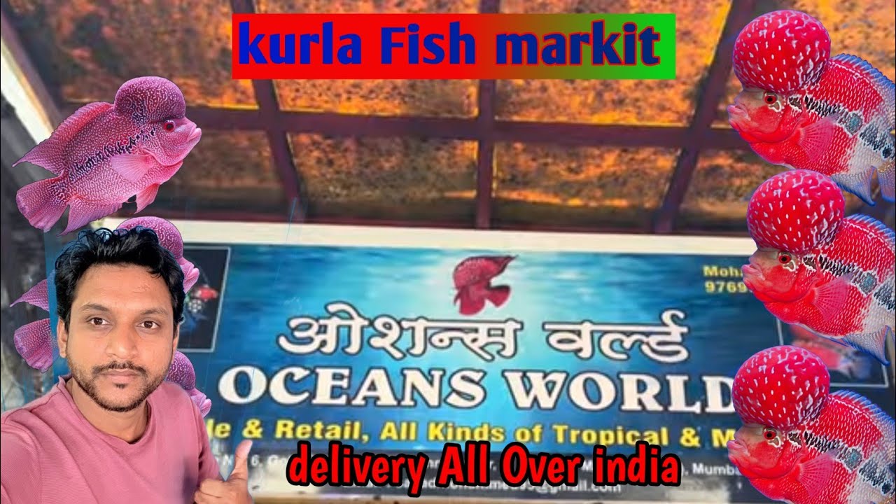 Kurla fish market || Oceans  World || FLOWERHORN FISH KURLA