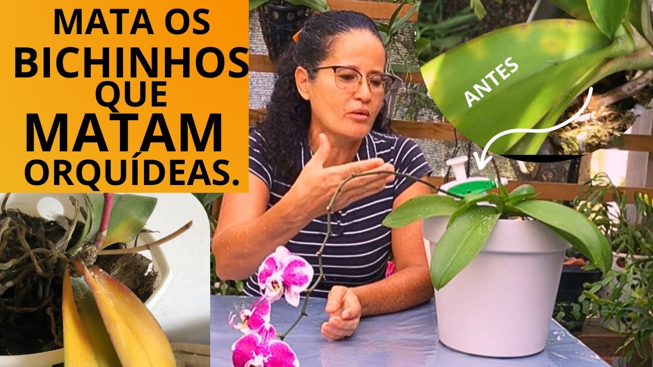 Como matar os bichos que matam as orquídeas?